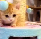 Cat Therapy Time – (The Cutest Cat Video) This Cute Orange-White Kitten Will Melt Your Heart!
