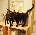 Cat Places: Cat Cafe Nekobiyaka “Black Cat Cm” – Japan’s First Black Cat Cafe
