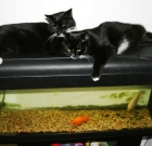 Cure A Cat’s Boredom With A Fish Aquarium