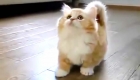 What Made 22 Million People Watch This 25 Second Cat Video?