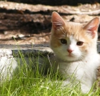 What To Do If You Find A Stray Cat