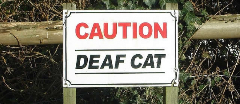 How to Care after a Deaf Cat