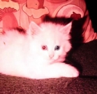 Tinkerbell – Our Special Deaf Kitten We Raised