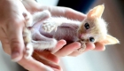 Elephant Volunteer and Dog Person Saves Teeny Tiny Thailand Kittens