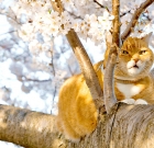 5 Common Spring Dangers. How To Protect Your Cat In Spring.