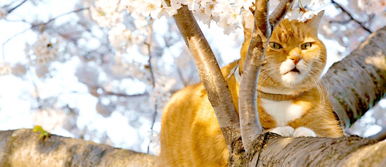 5 Common Spring Dangers. How To Protect Your Cat In Spring.