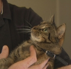 Just Adopted Tabby Cat Tilly Saves Family From House Fire In Melbourne
