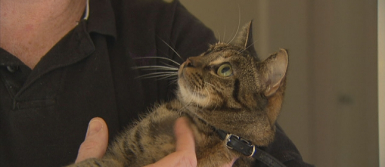 Just Adopted Tabby Cat Tilly Saves Family From House Fire In Melbourne