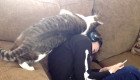 How Cats Say I Love You. See How This Kitty Shows Affection To His Little Human!