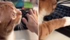 How Is It Like To Work With Cats? Watch Adorabe Ginger And Black Cats Demonstrating