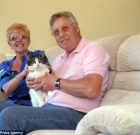 Bizarre Cat Missing Story: Cat Lost and Found 27km Away from Home in Sofa Donated to Charity