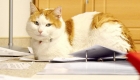 Office Cat As An Adoption Idea. Sounds Cool. Not So Good For Cats?