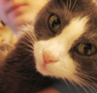 An Open Letter To Cat Rescuer. How Do You Do That?