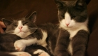 Cat Linus and Cat Ada