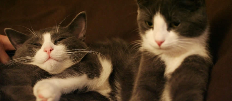 Cat Linus and Cat Ada
