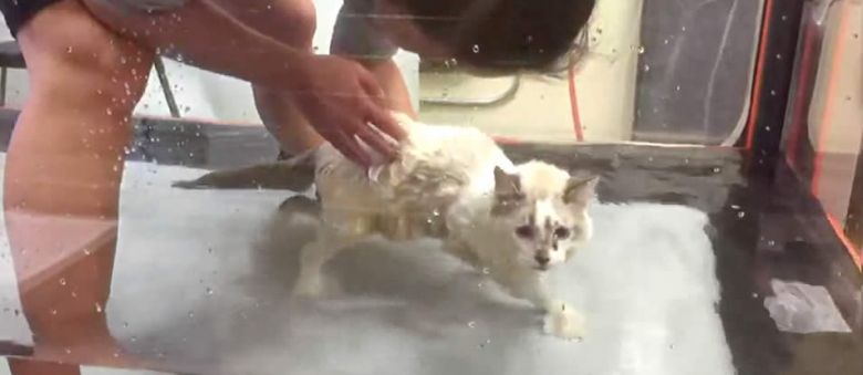 Paralysed Kitten Recovers On Underwater Treadmill (Aqua Therapy)