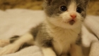 (Touching Video) Jefferson’s Story: 3 Week Journey with a Paralyzed Kitten