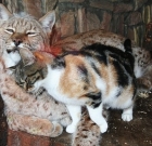 The Most Unusual Adorable Friendship of Cat and Lynx in Zoo