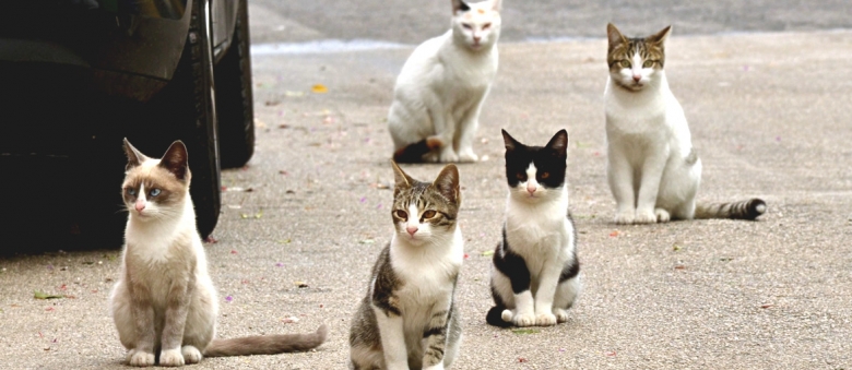 Low Cost Subsidised Cat Desexing In Gold Coast For Domestic And Stray Cats