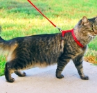 How to Walk a Cat on Leash. Personal Experience