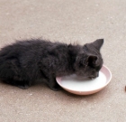 Cats And Milk: Lactose Intolerance And Other Dietary Concerns