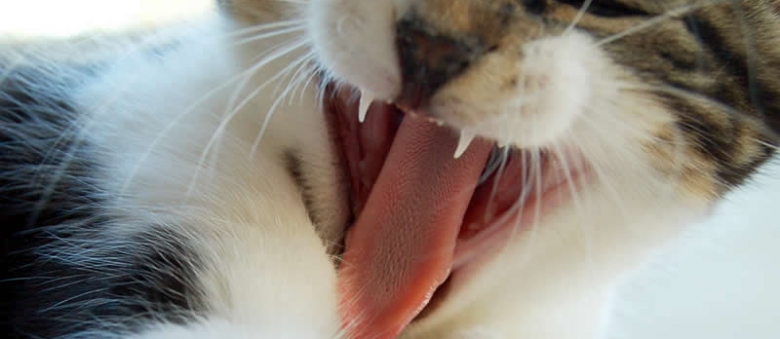 Australia’s Environment Minister Greg Hunt Wants to Kill Cats With Virus