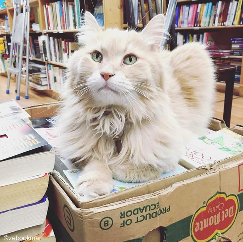 Bookstore Cat