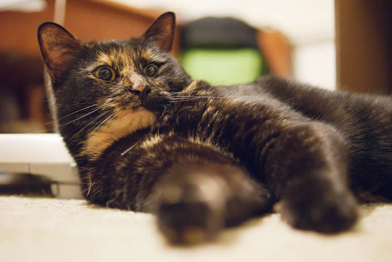 Australian shorthair tortoiseshell domestic cat | Australian National Cat Magazine - Ozzi Cat