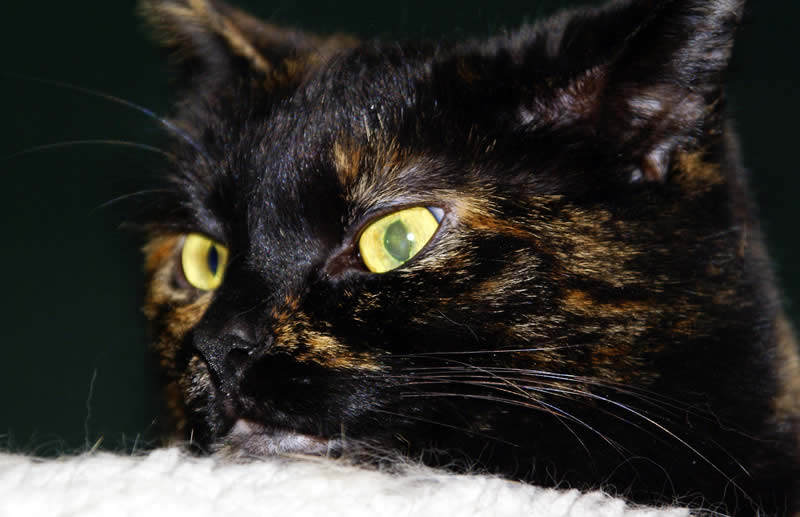 Australian shorthair tortoiseshell domestic cat | Australian National Cat Magazine - Ozzi Cat