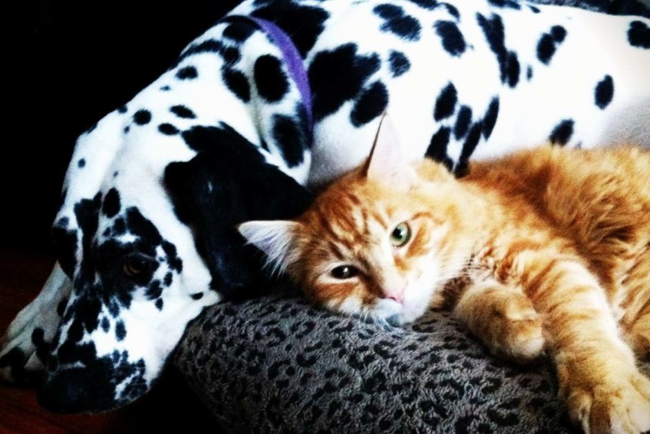 Rupert ginger cat - Poppy Dalmatian dog - travelled by train - missing and found