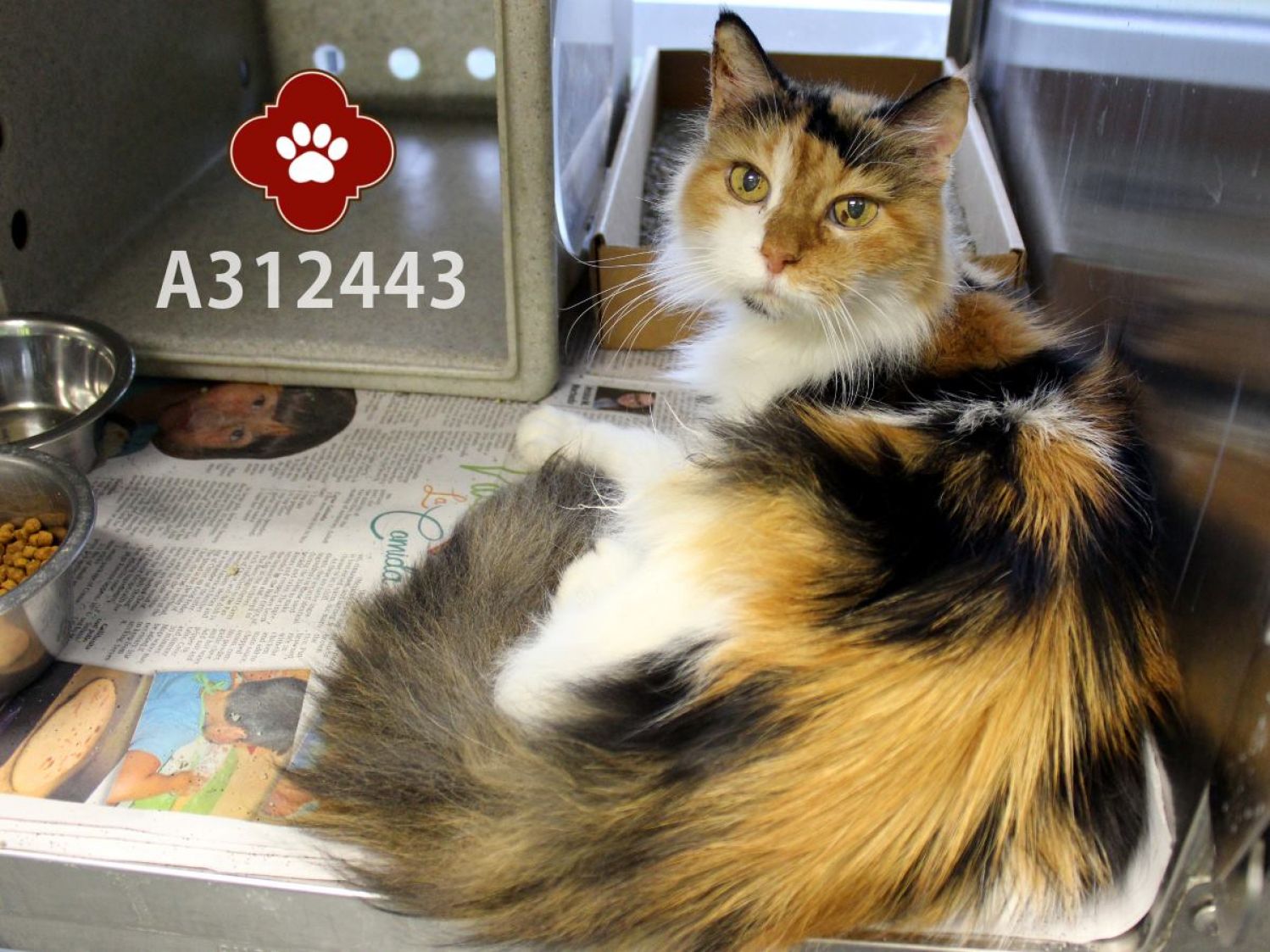 Blanche - senior calico cat - surrendered to shelter and then adopted