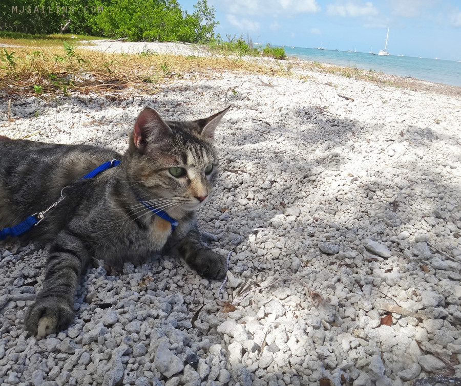 Boat cat Georgie - travels the world sailing