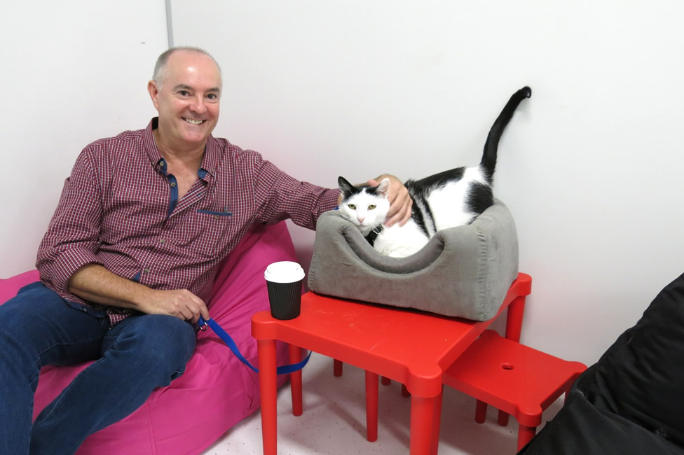 Cat Cafe Purrfection - Sydney - Australia - Cat Palace - Dr Kim Kendall