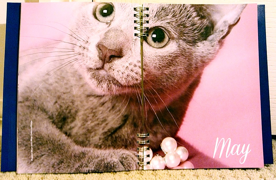 2015 Cat Calendars And Cat Diaries From Paper Pocket