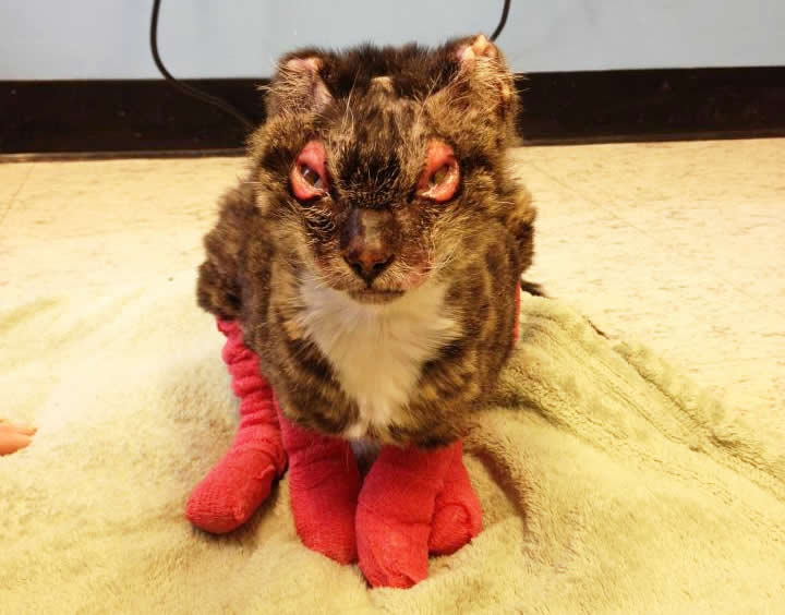 Cat Dutchess - house fire survivor - at Small Animal Hospital