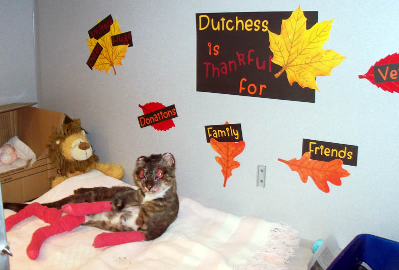 Cat Dutchess - house fire survivor - at Small Animal Hospital