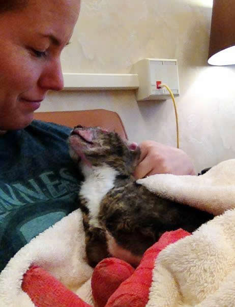 Cat Dutchess - house fire survivor - loving cat