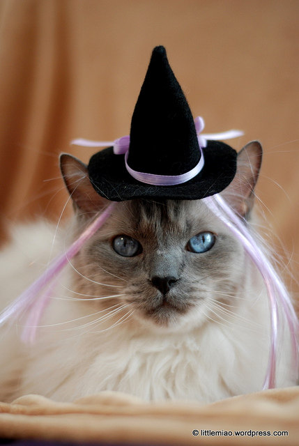 Cat Halloween Costume - Cat Hat - Witch Hat with Wiglet - The Witch of Floof