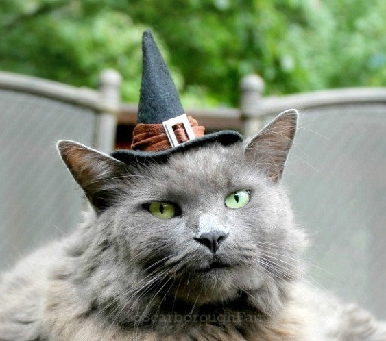 Cat Halloween Costume - Good Witch Cat Hat