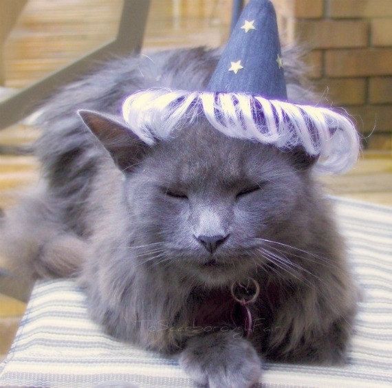 Cat Halloween Costume - Old Wizard Cat Hat