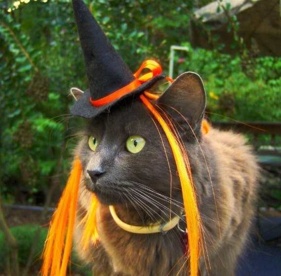 Cat Halloween Costume - Witch Cat Hat with Wiglet - The Witch of Orange