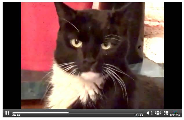 Cat Harley - chronic kidney disease - missing and found - black and white tuxedo