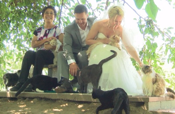 Wedding With Cats - Couple Got Married At Cat House On The Kings Cat Sanctuary