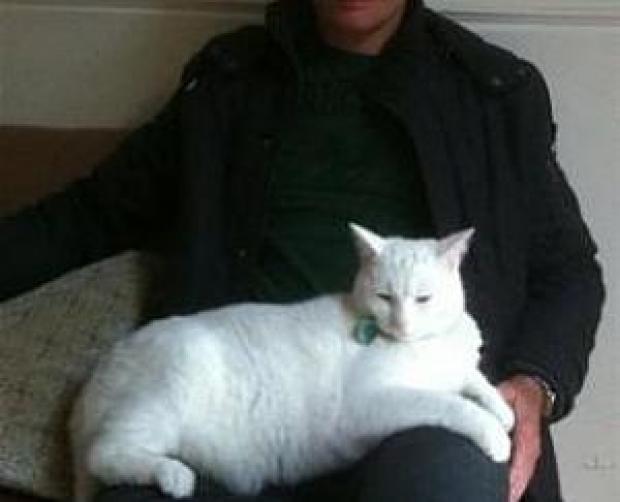 Cat Lover Dave Hughes Hughesy - celebrity - white Cat Teddy