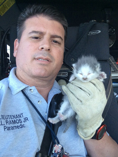 Amazing rescue: Grey and white kittens stuck in a ceiling at Miami International Airport and rescued by firefighters