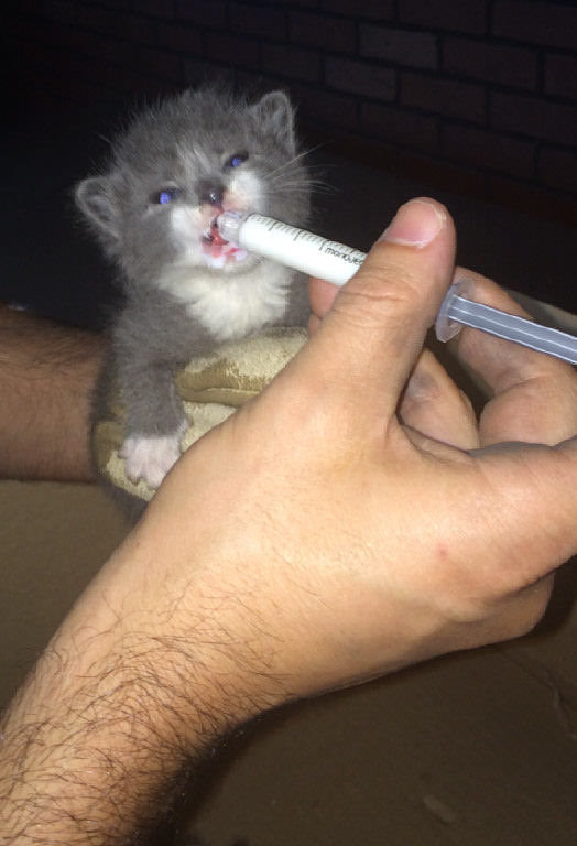 Amazing rescue: Grey and white kittens stuck in a ceiling at Miami International Airport and rescued by firefighters