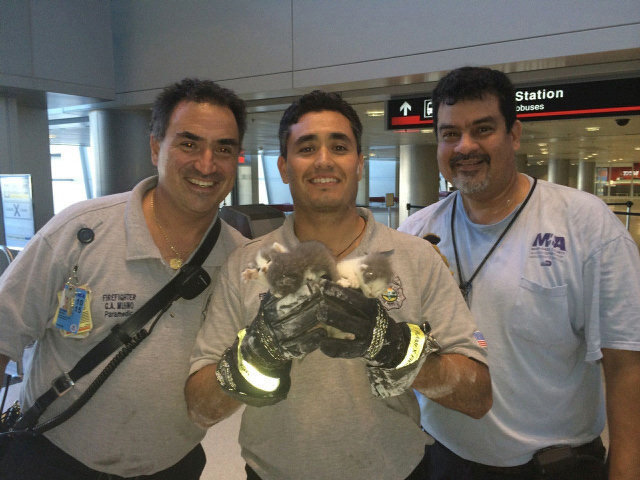 Amazing rescue: Grey and white kittens stuck in a ceiling at Miami International Airport and rescued by firefighters