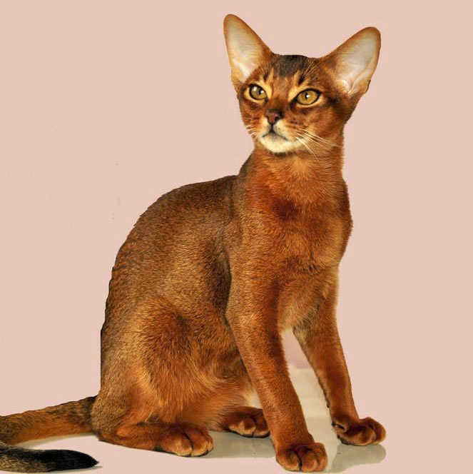 Cat Show - Sydney - Australia - Abyssinian Cat Club of Australasia