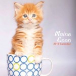 Cat calendar 2015 - Maine Coons Calendar