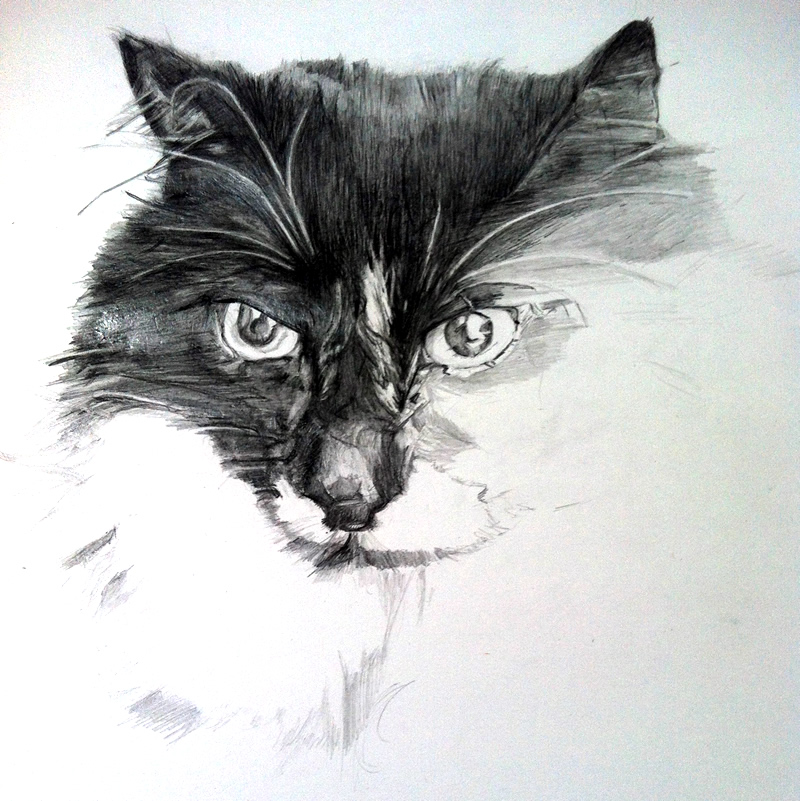 Cat Portrait Drawing by Australian Cat Artist Danielle Fossati (Paw Prints) - Cat Lover's Pick - Featured in Australian National Cat Magazine Ozzi Cat